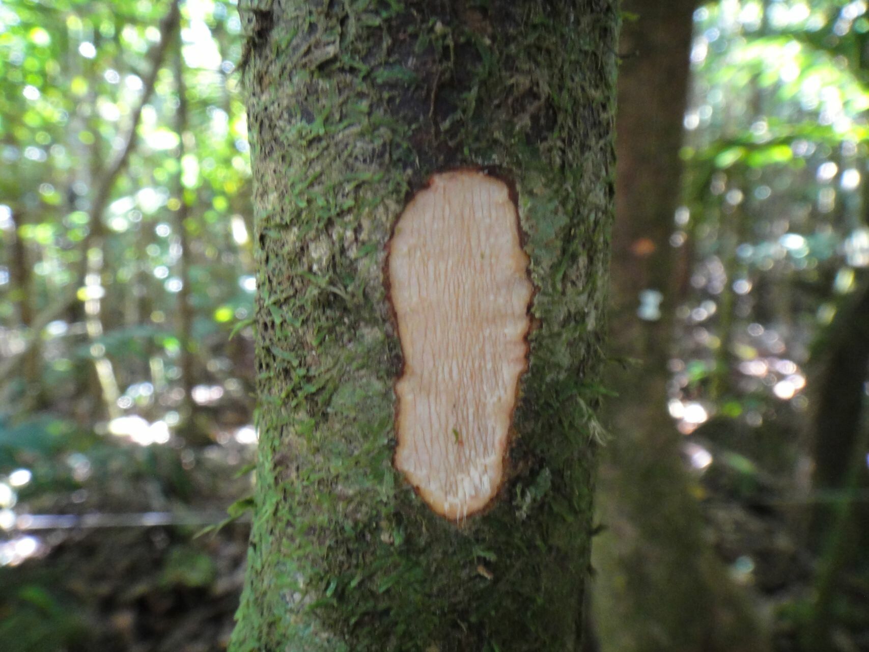 Ficus racemigera bark