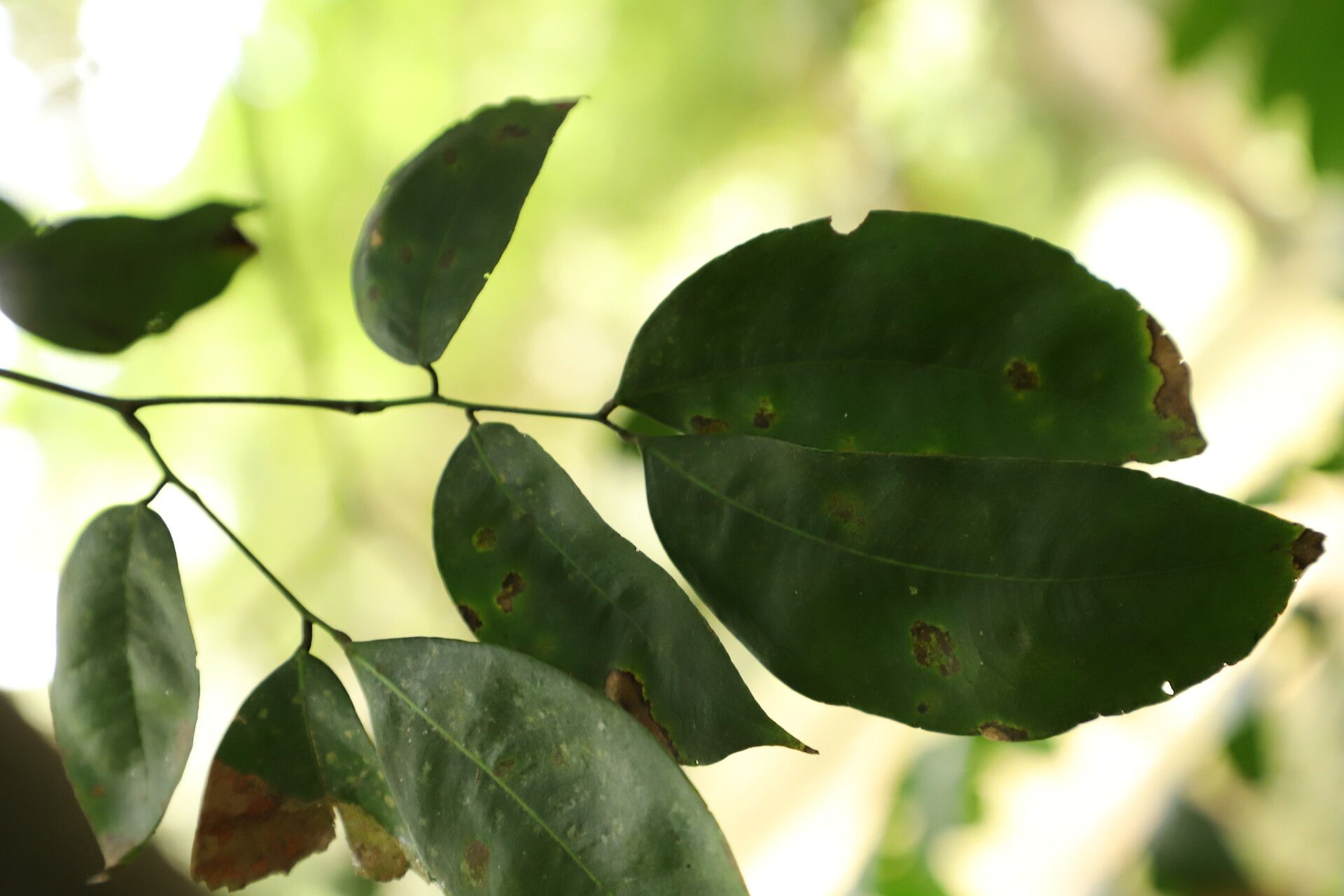Prioria buchholzii leaf