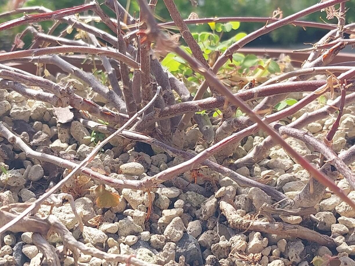 Pelargonium karooicum bark