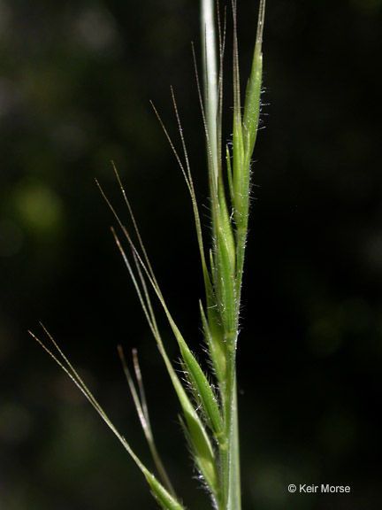 Vulpia microstachys fruit