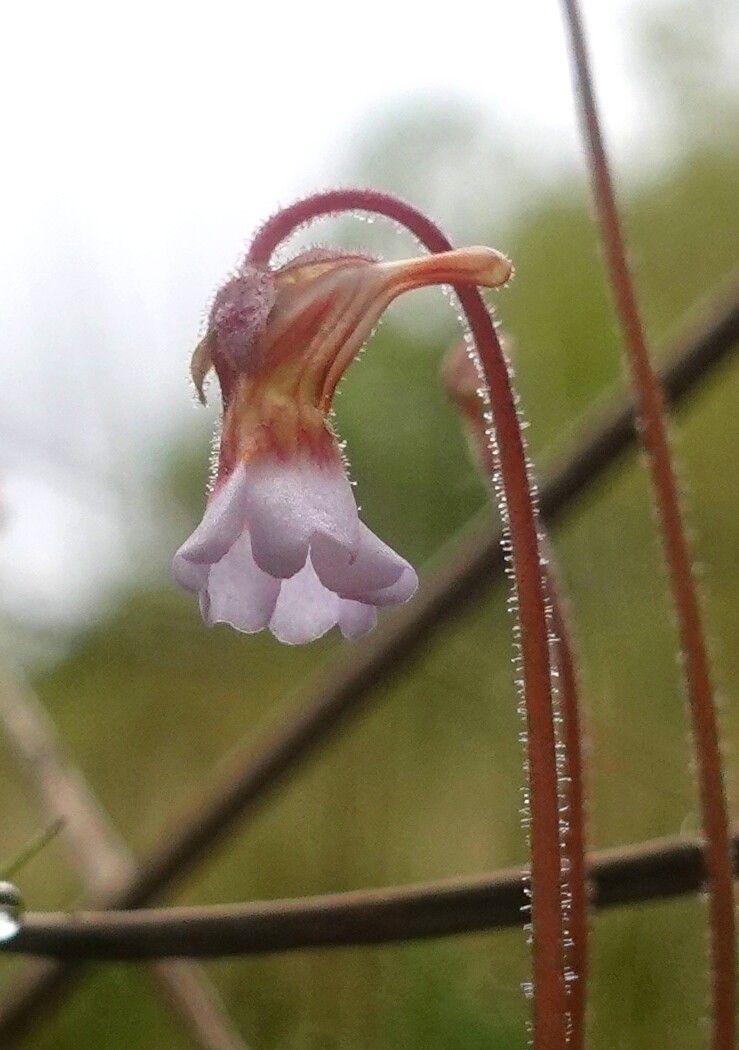 Pinguicula lusitanica flower