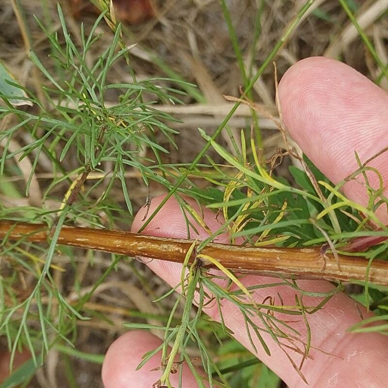 Artemisia marschalliana — search result for 'Artemisia'