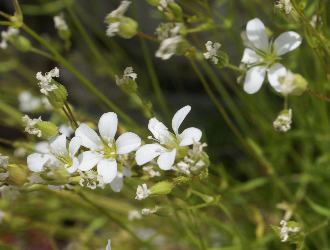 Minuartia villarii flower