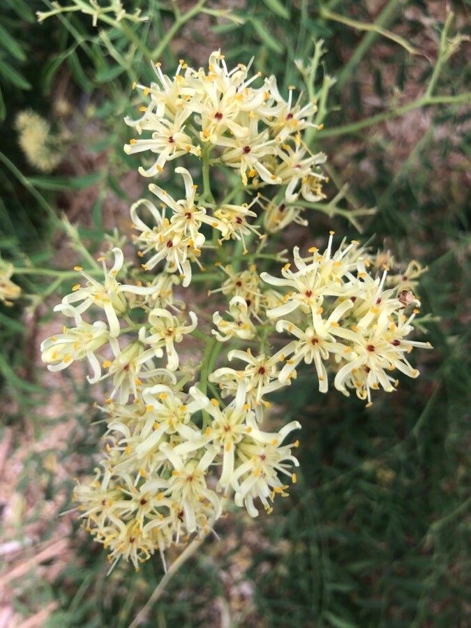Moringa drouhardii flower