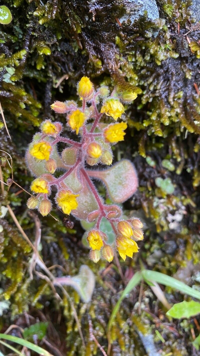 Aichryson villosum habit