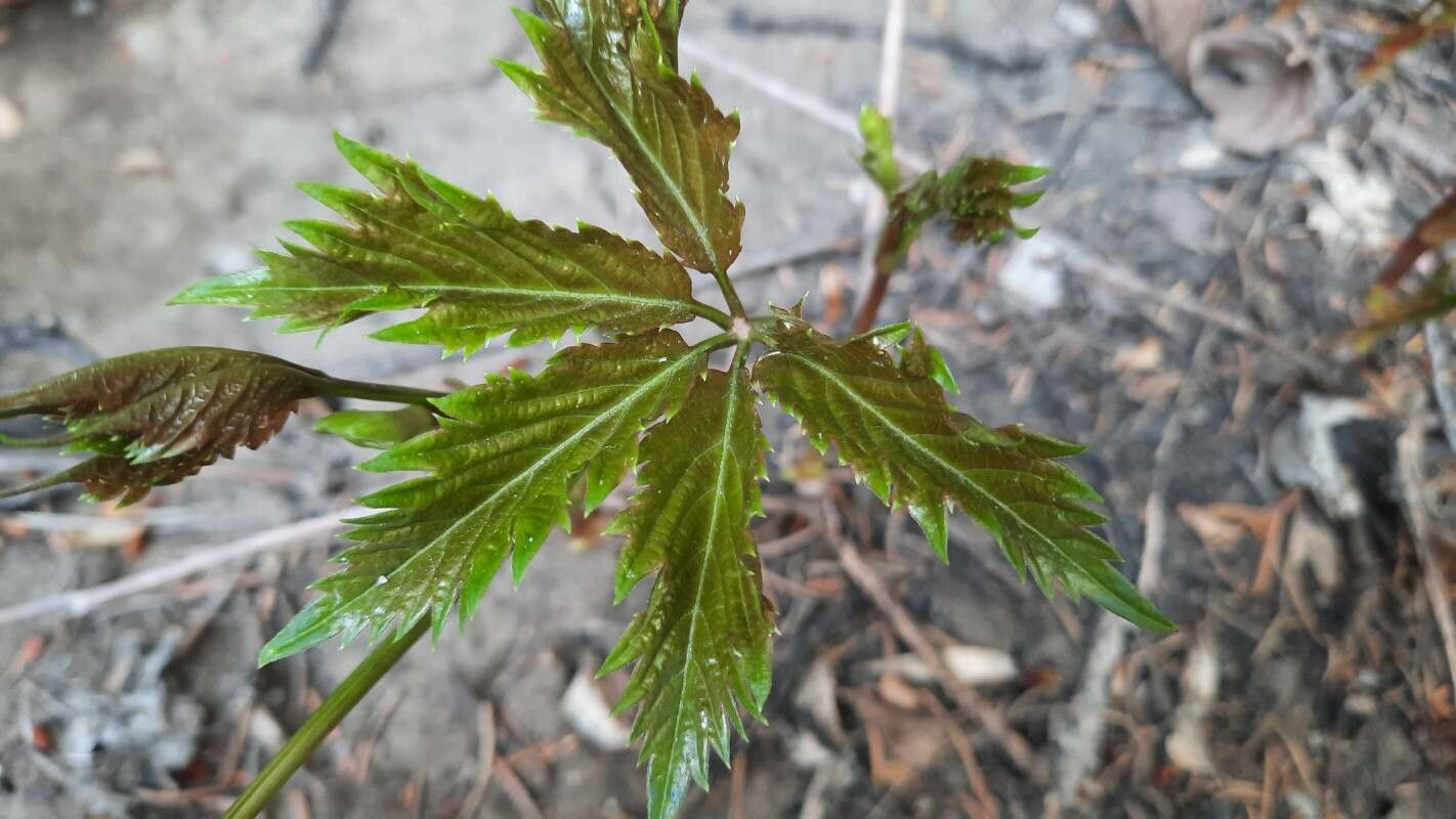 Parthenocissus vitacea leaf