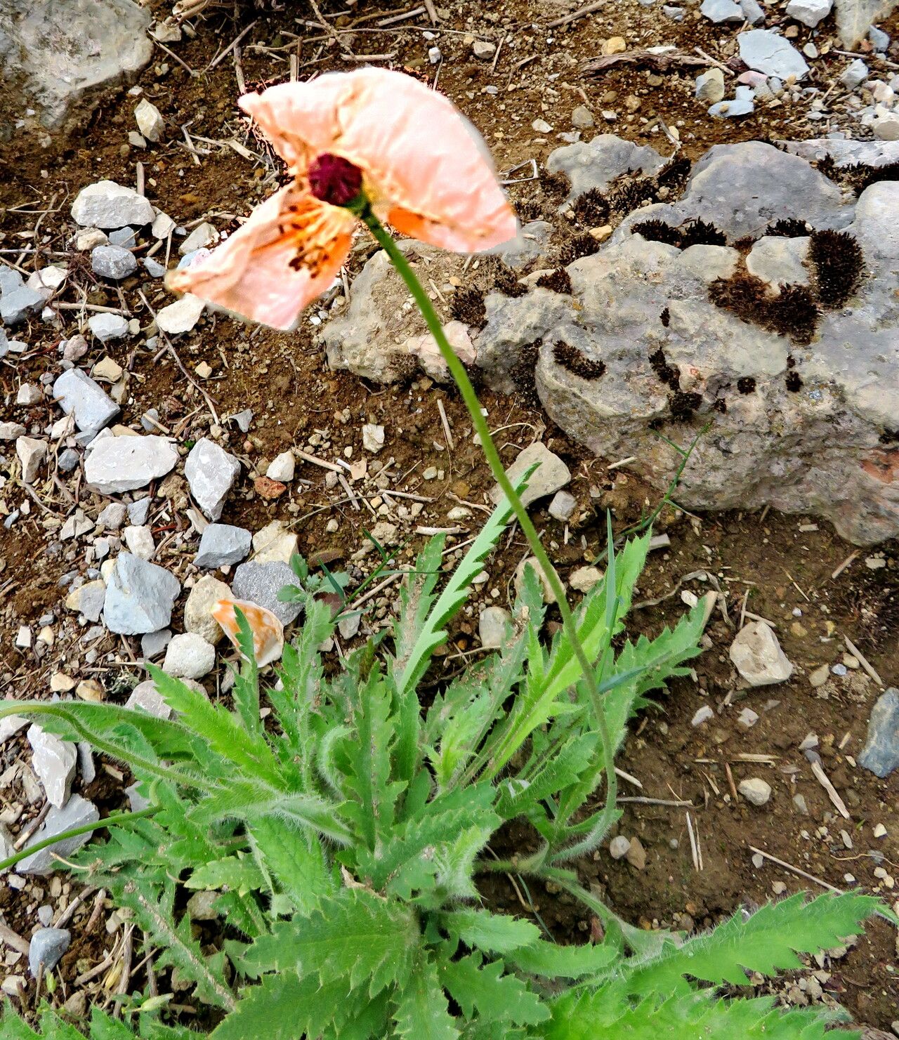 Papaver lateritium habit