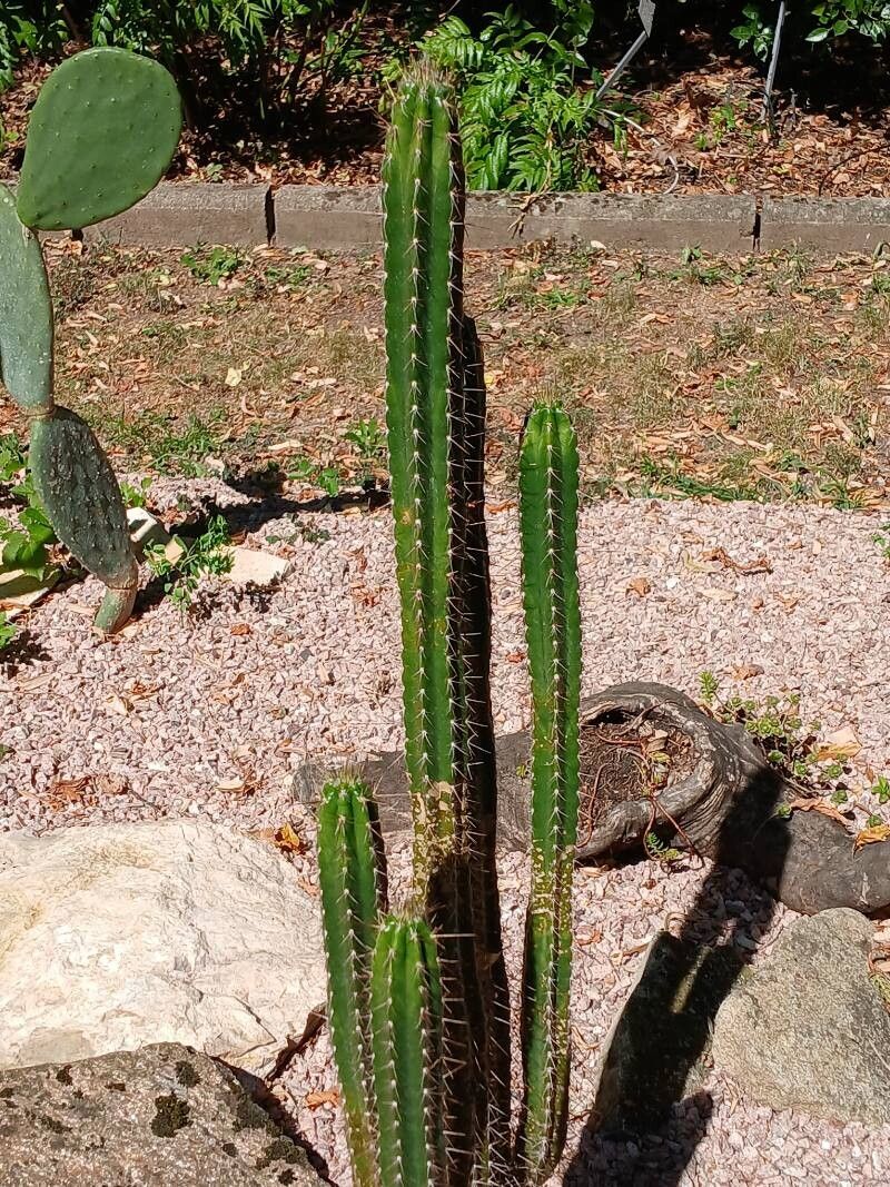 Cereus fricii habit