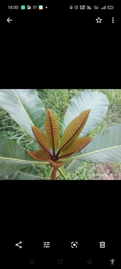 Dyera costulata — houseplant care guide