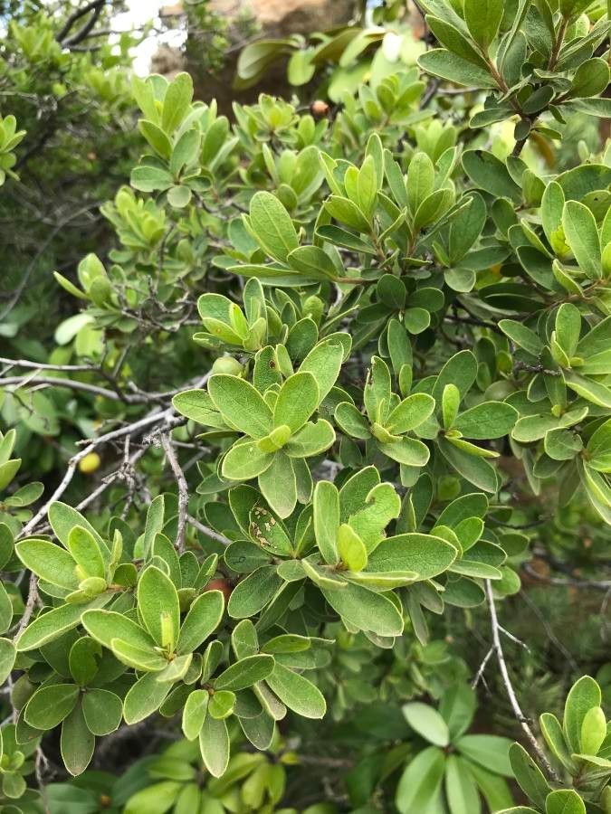 Diospyros Lycioides leaf