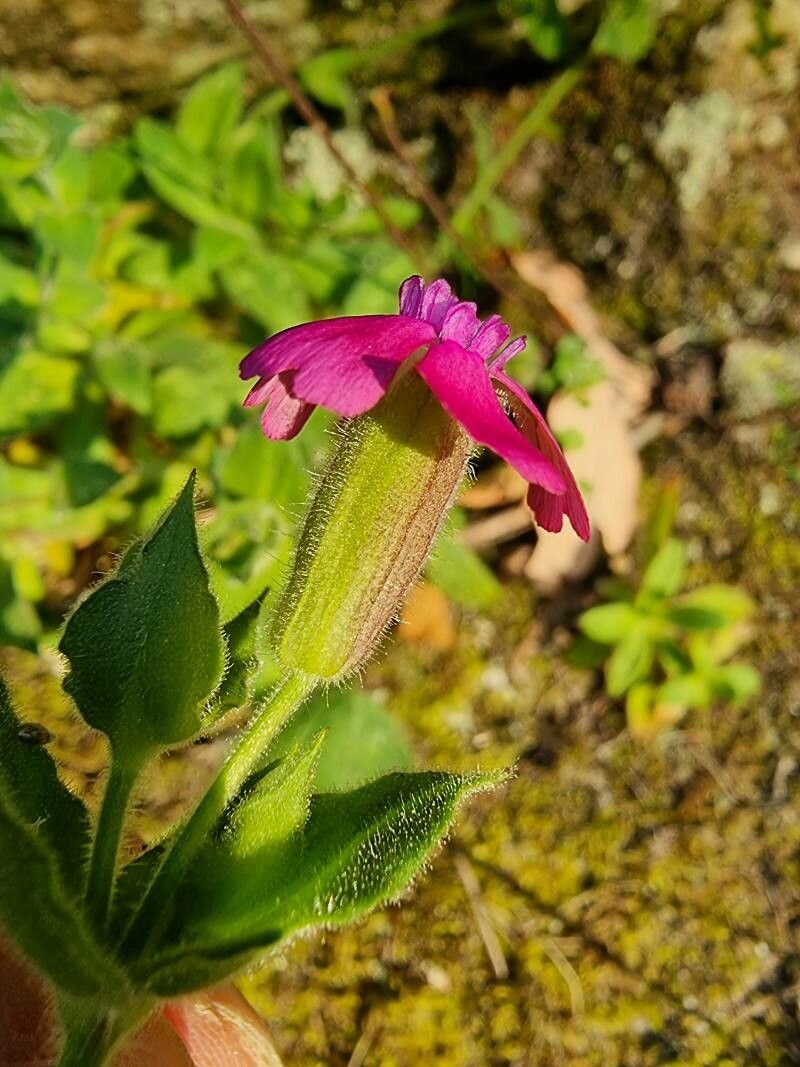 Silene acutifolia
