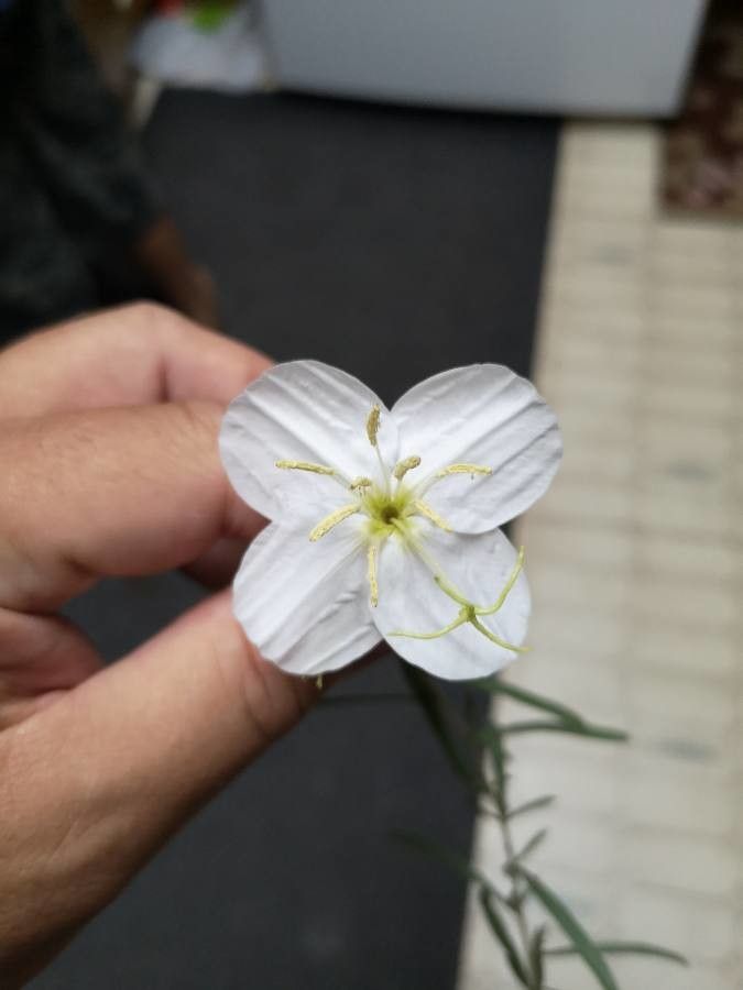 Oenothera nuttallii — search result for 'Oenothera'