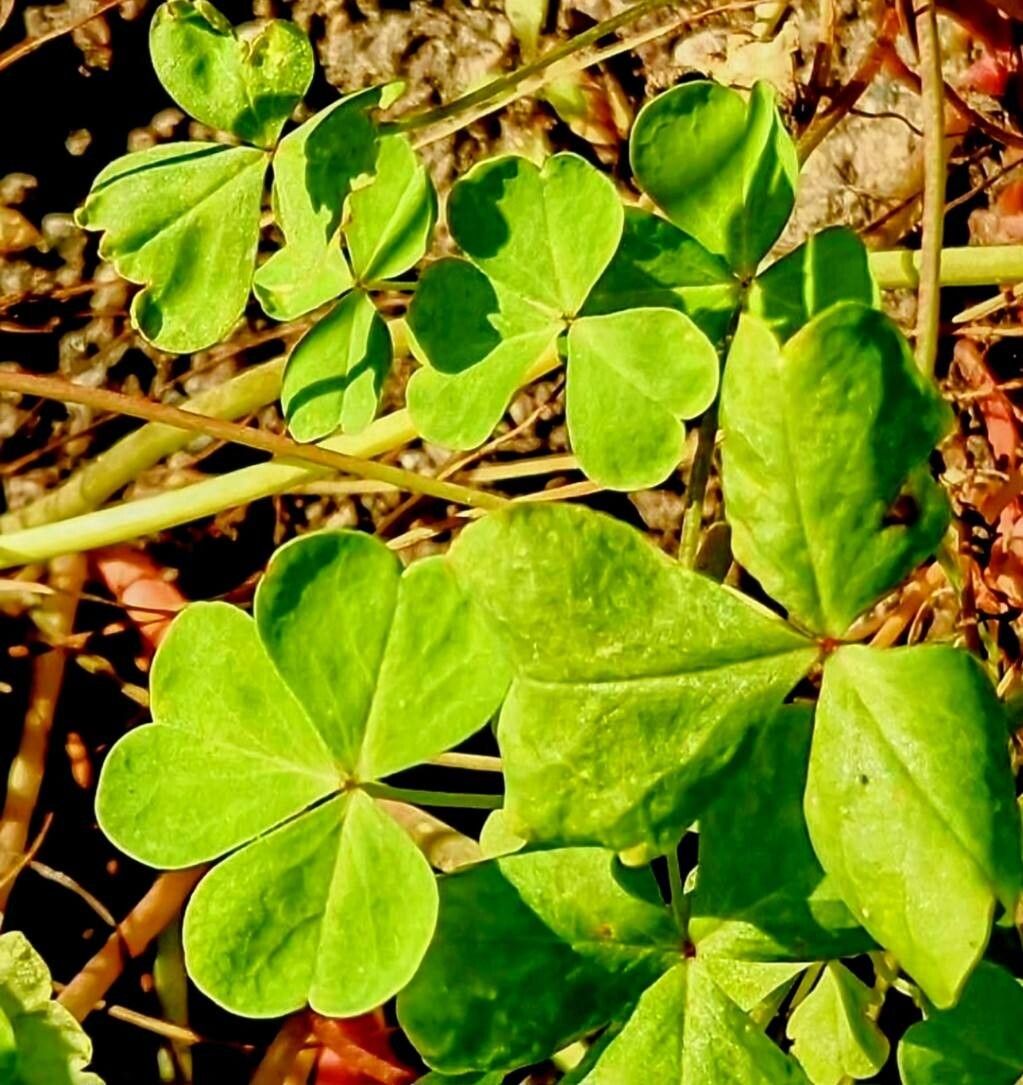 Oxalis valdiviensis — search result for 'Oxalis'
