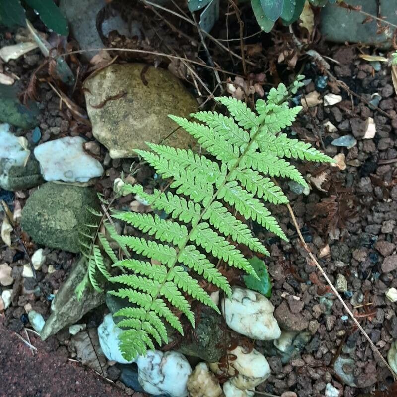 Thelypteris beddomei — search result for 'Thelypteris'