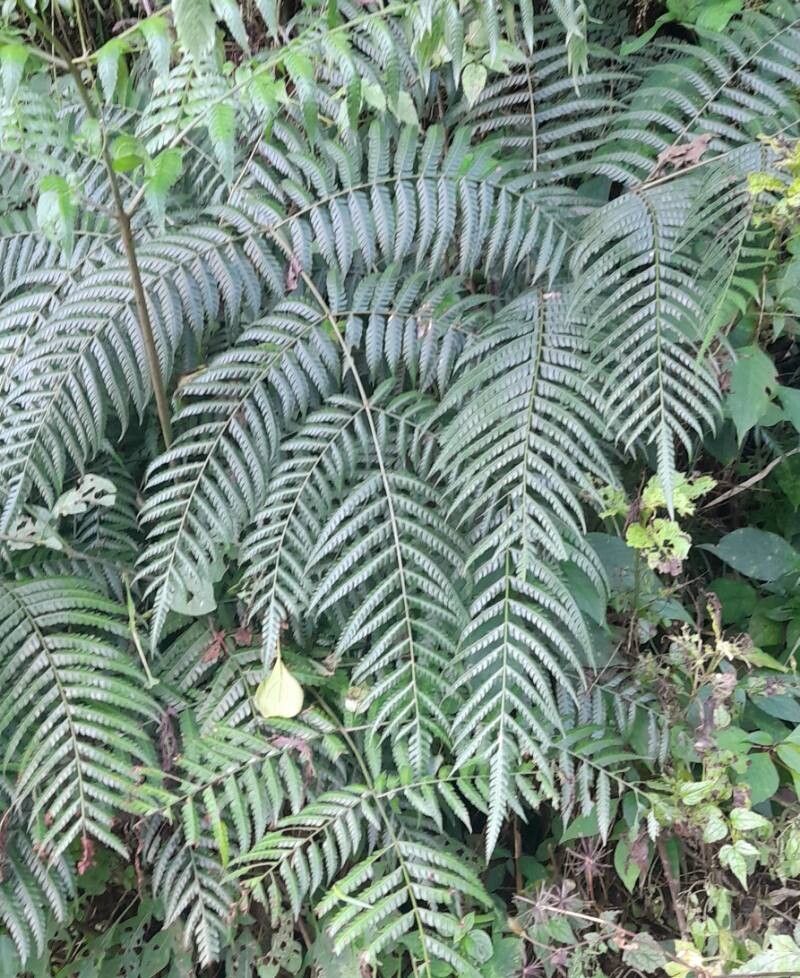 Pteris deflexa habit