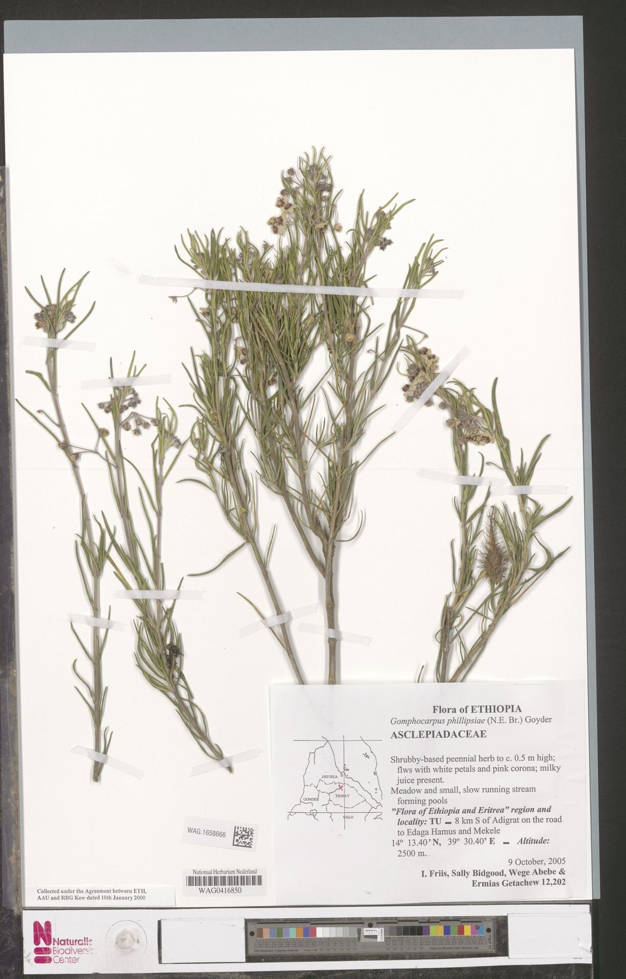 Gomphocarpus phillipsiae — houseplant care guide