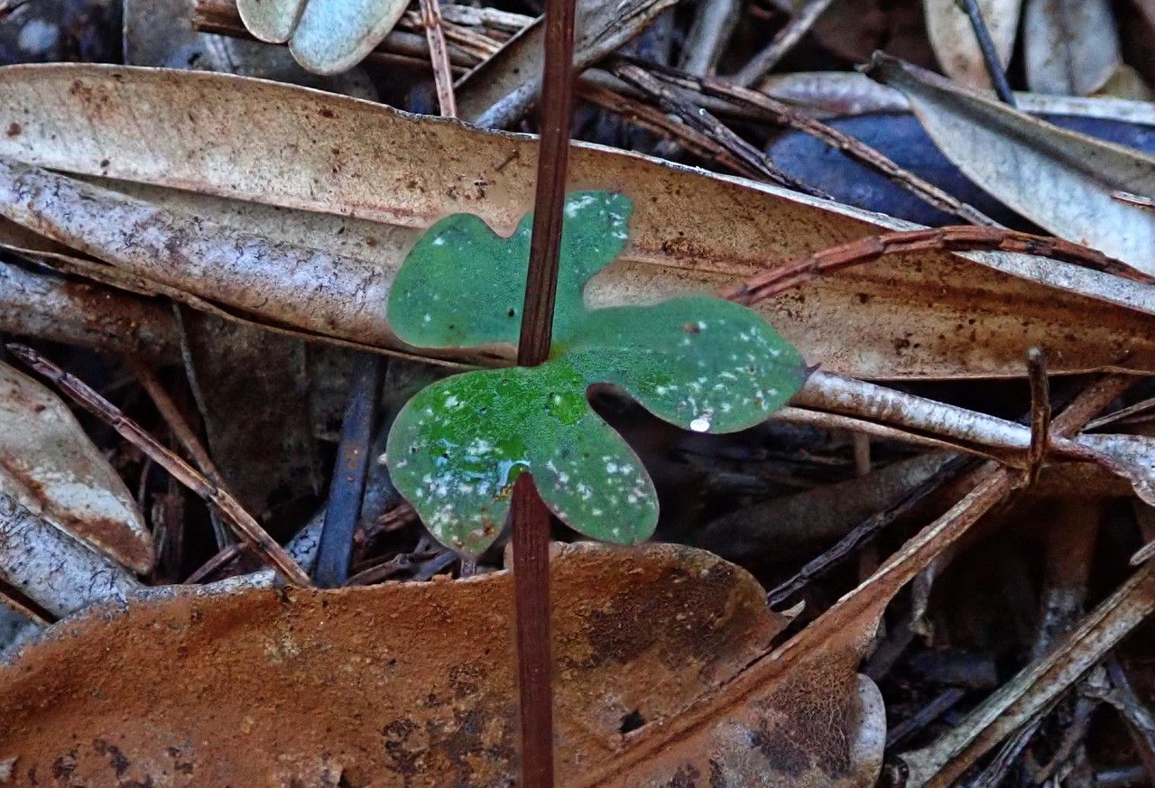 Acianthus tenuilabris — houseplant care guide