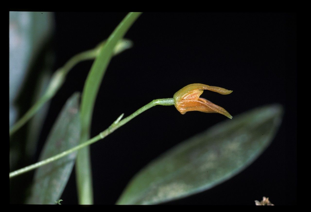 Specklinia uniflora — search result for 'Specklinia'