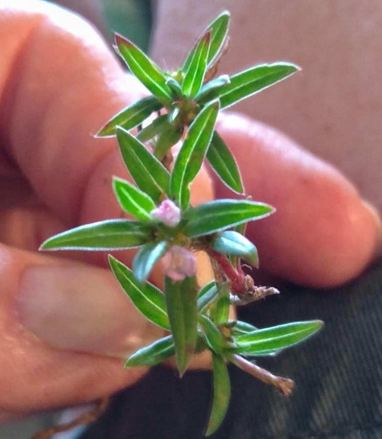 Diodia teres — search result for 'Netherlands'