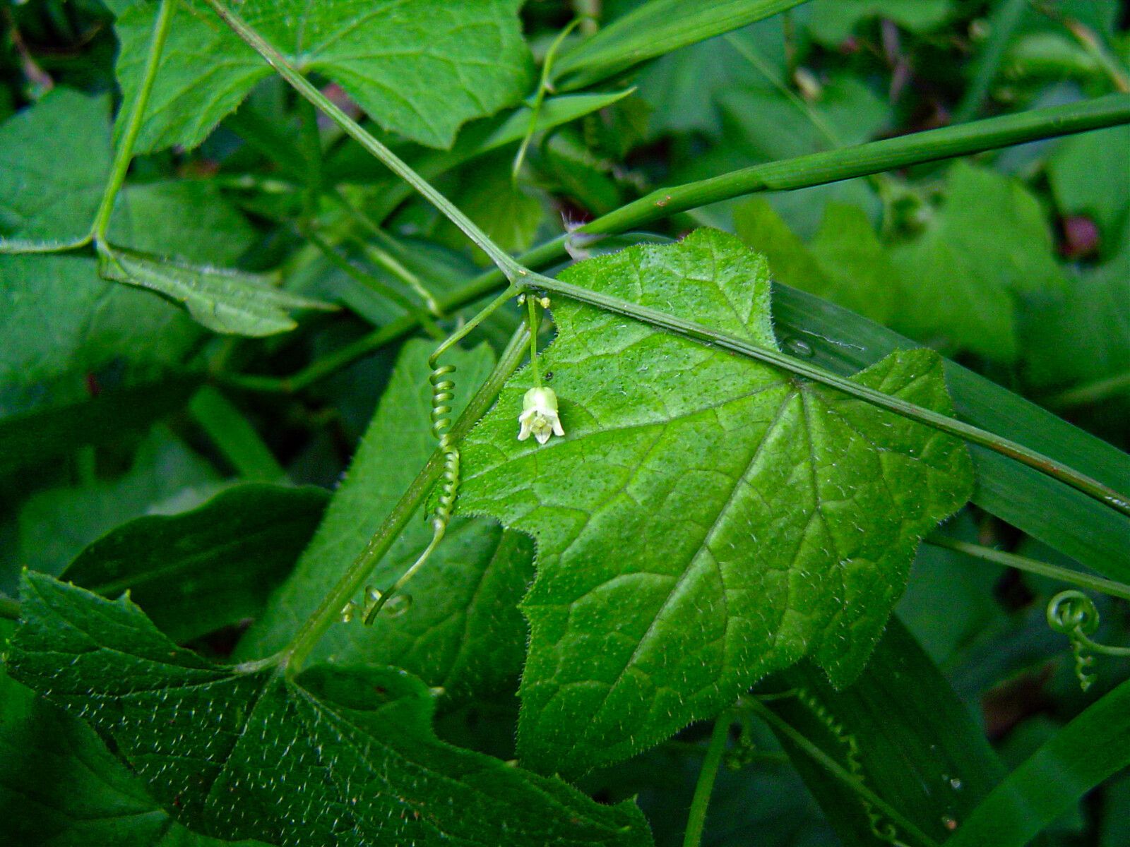 Zehneria minutiflora habit