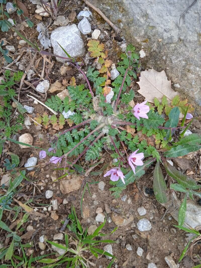 Erodium primulaceum leaf