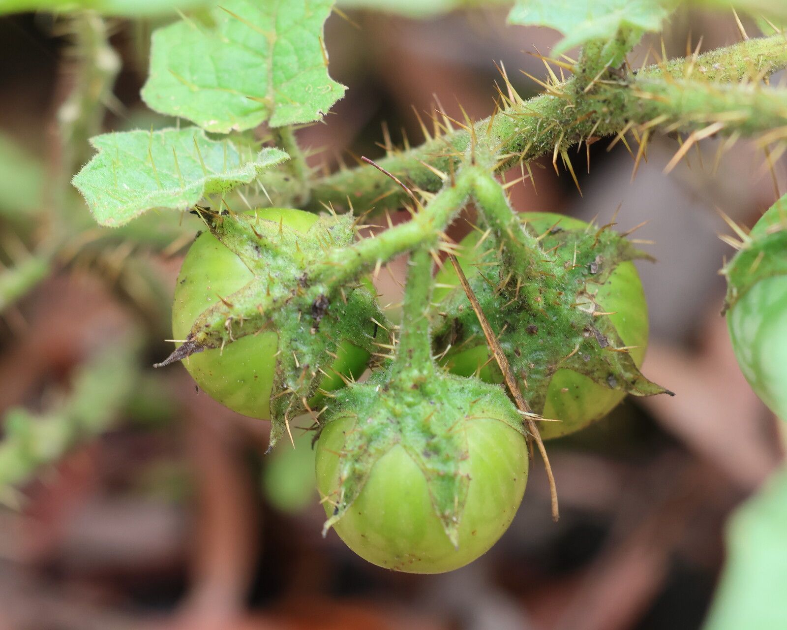 Solanum ditrichum fruit