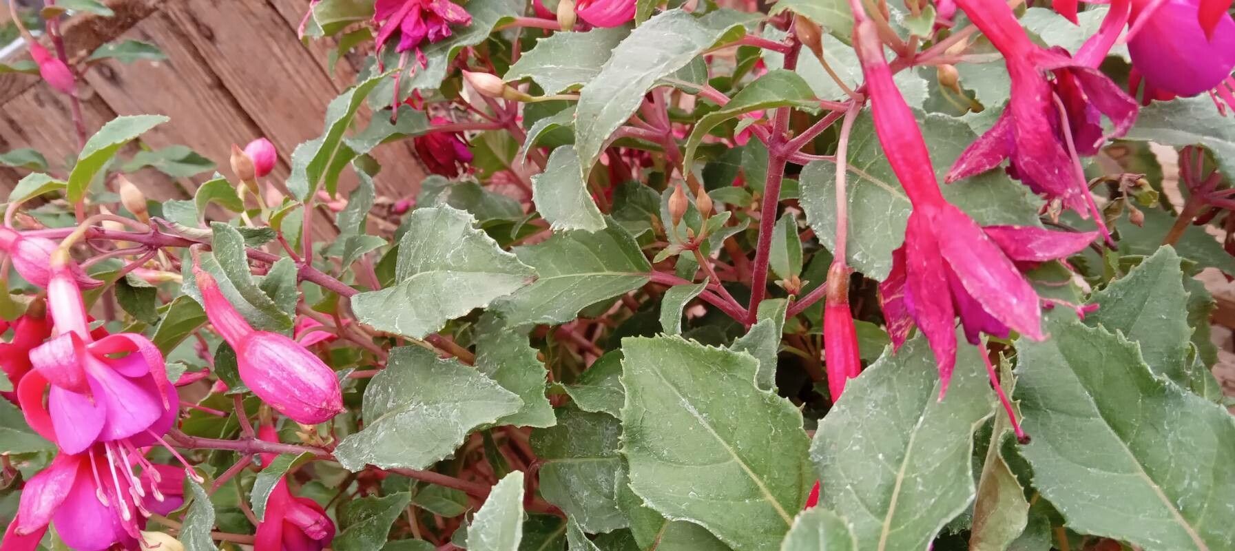 Fuchsia spp. leaf