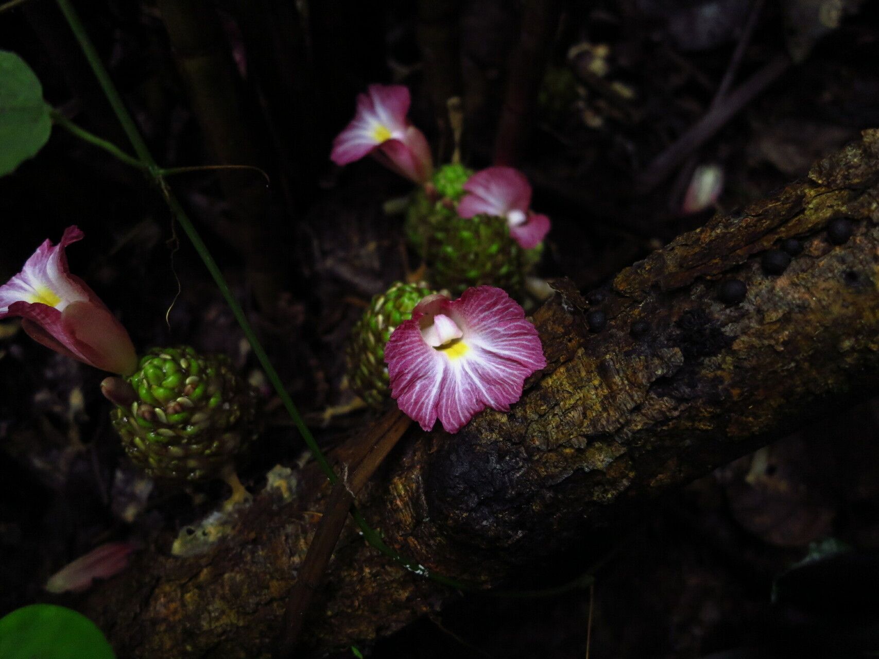 Costus maboumiensis flower