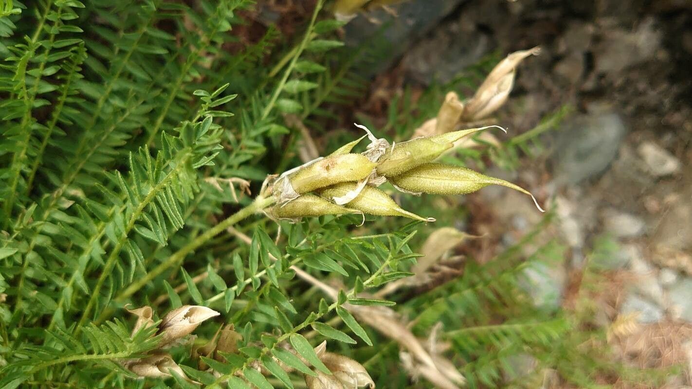 Oxytropis fetida fruit