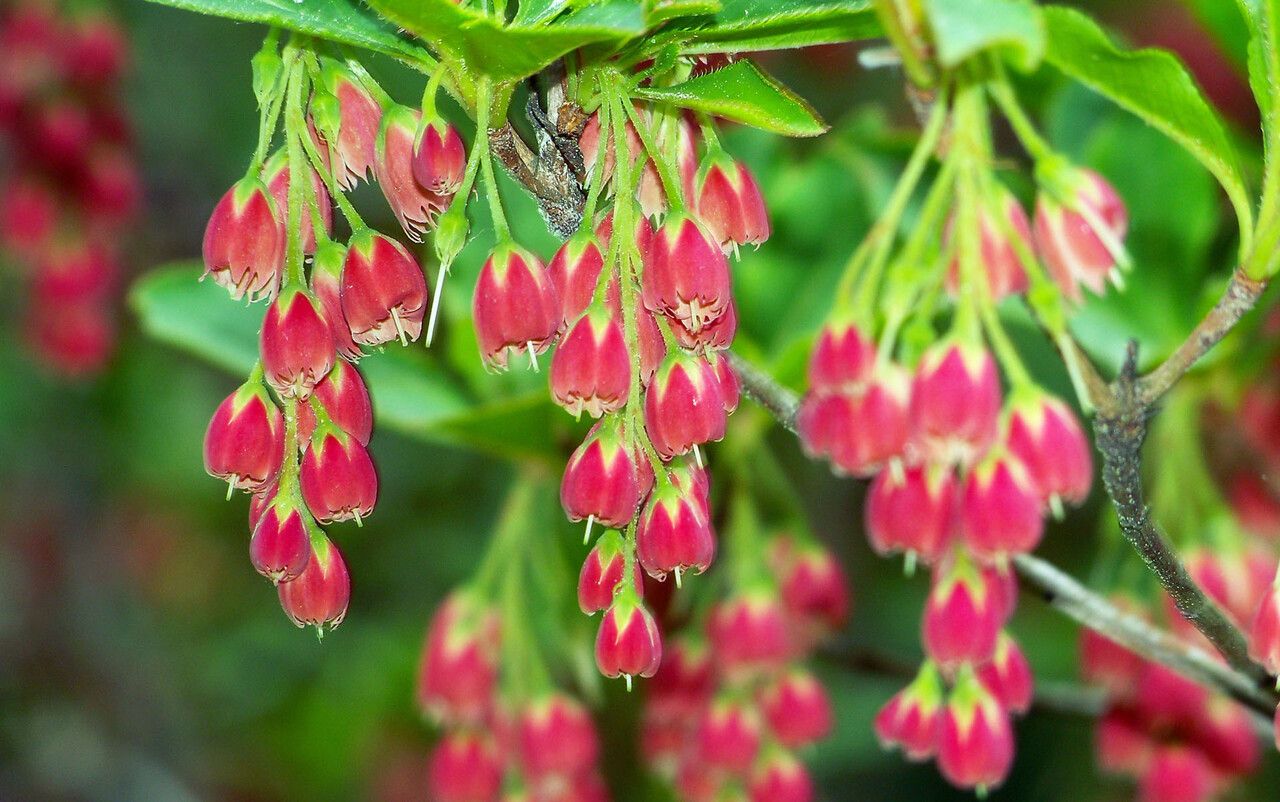 Enkianthus campanulatus flower