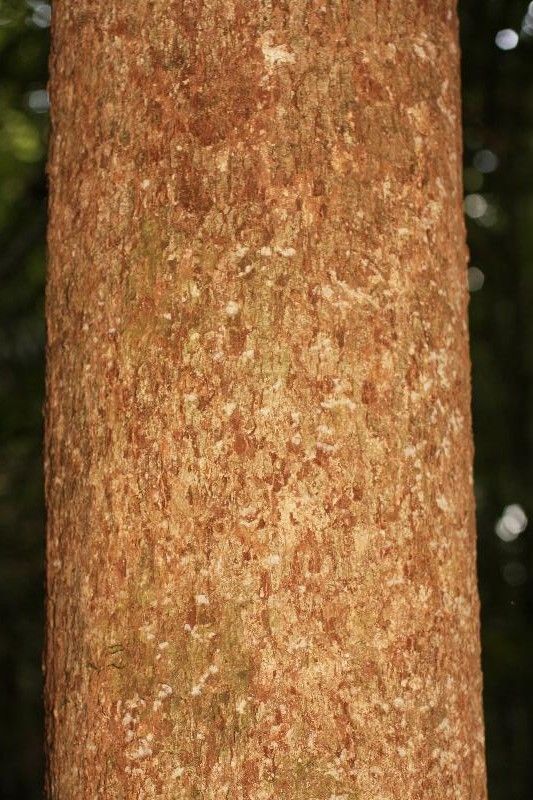 Hevea guianensis bark