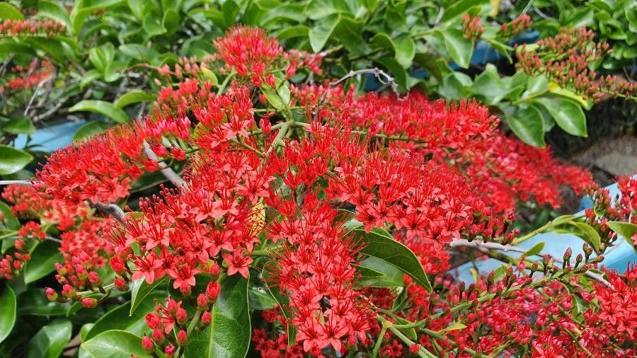 Combretum coccineum flower