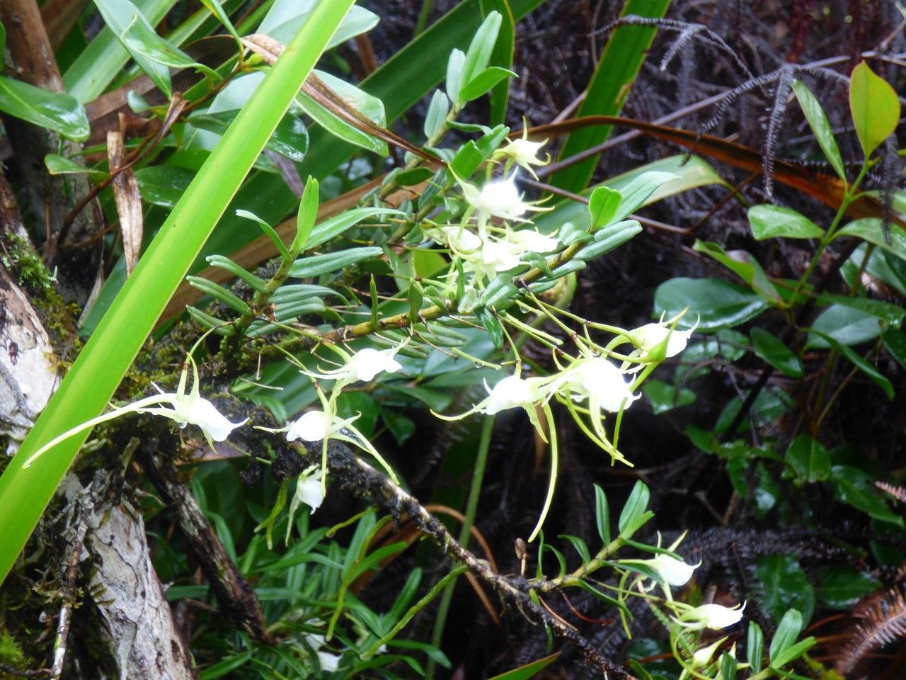 Angraecum expansum habit