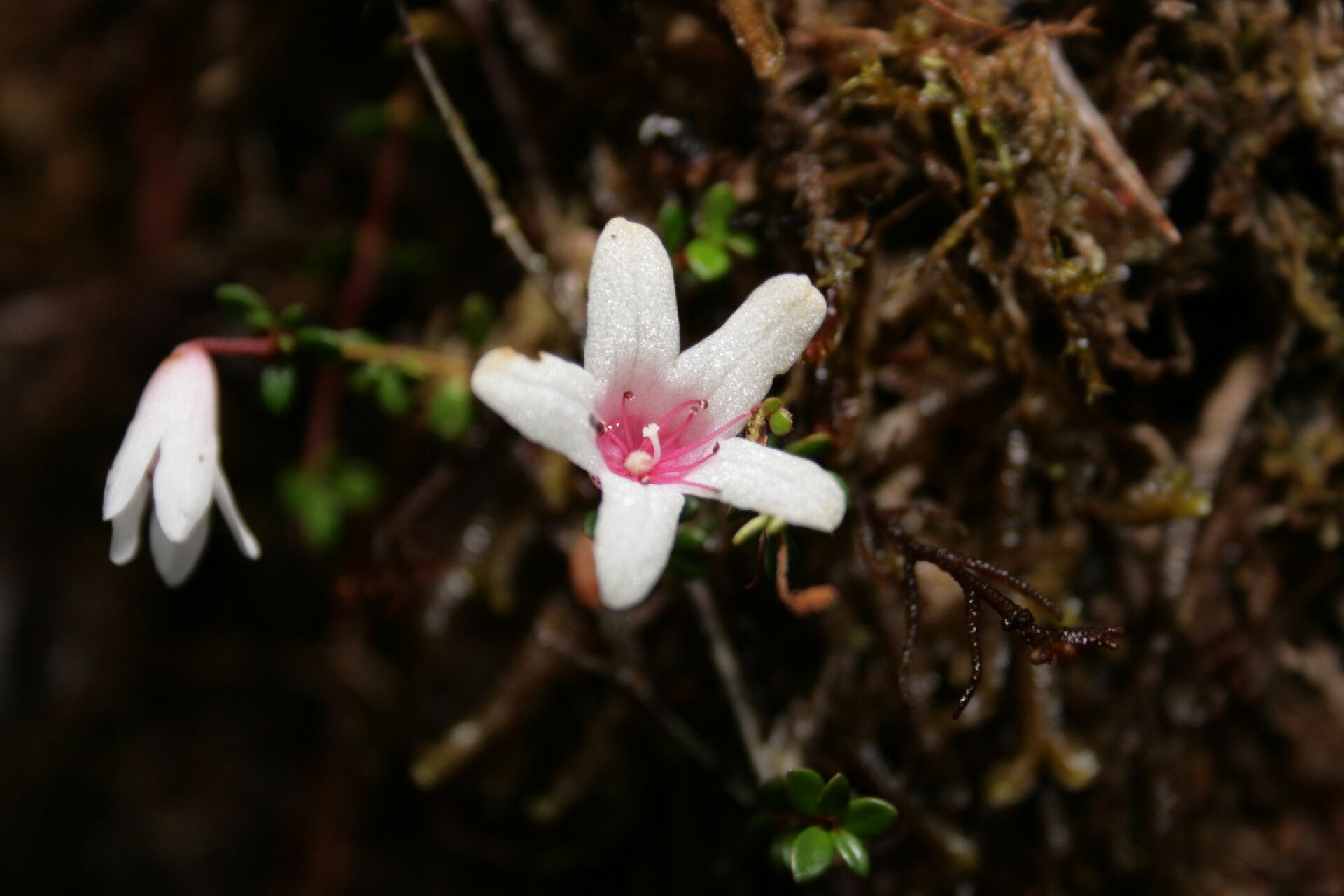 Rhododendron anagalliflorum flower