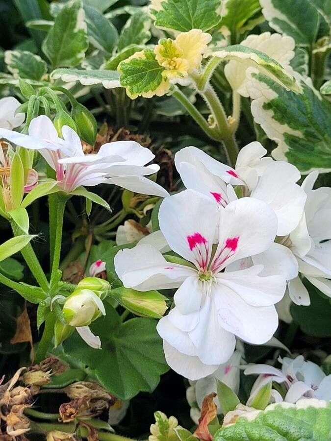Pelargonium spp. flower