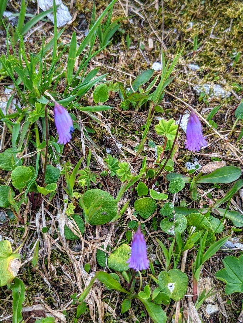 Soldanella pusilla — houseplant care guide