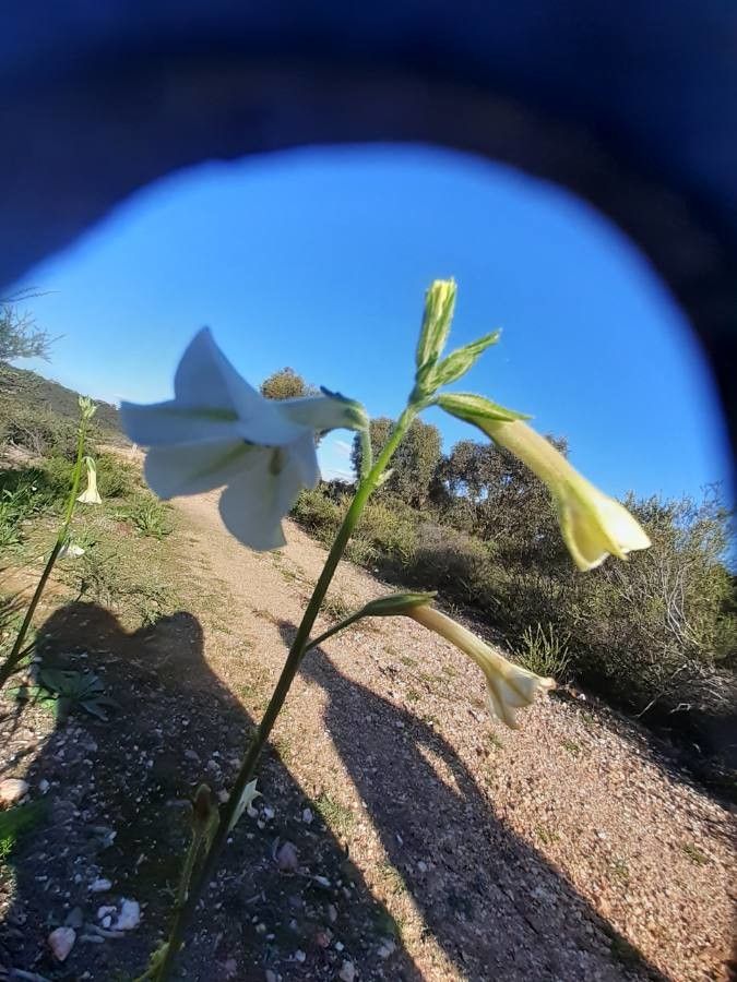 Nicotiana quadrivalvis flower