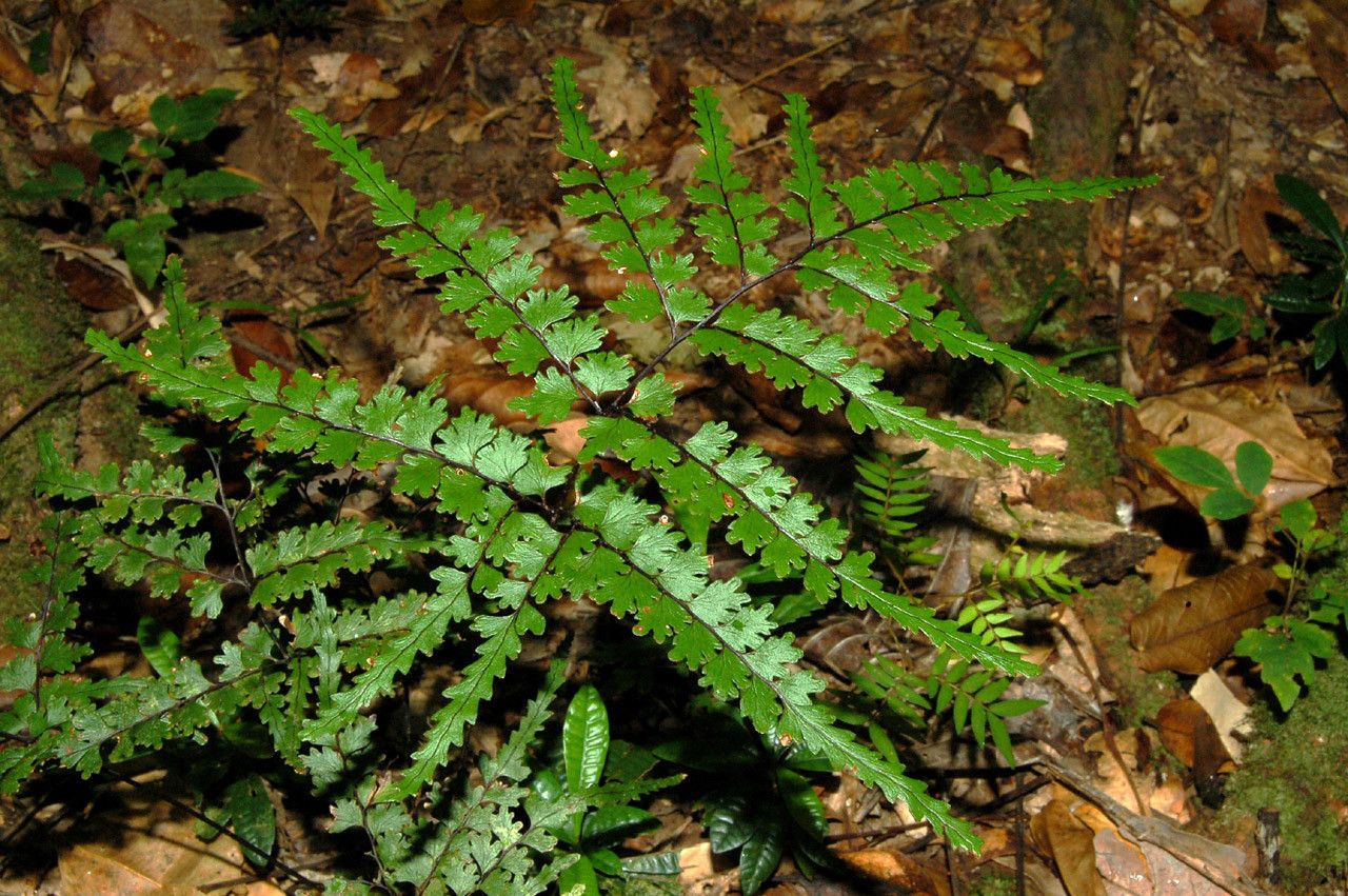 Lindsaea prolongata habit