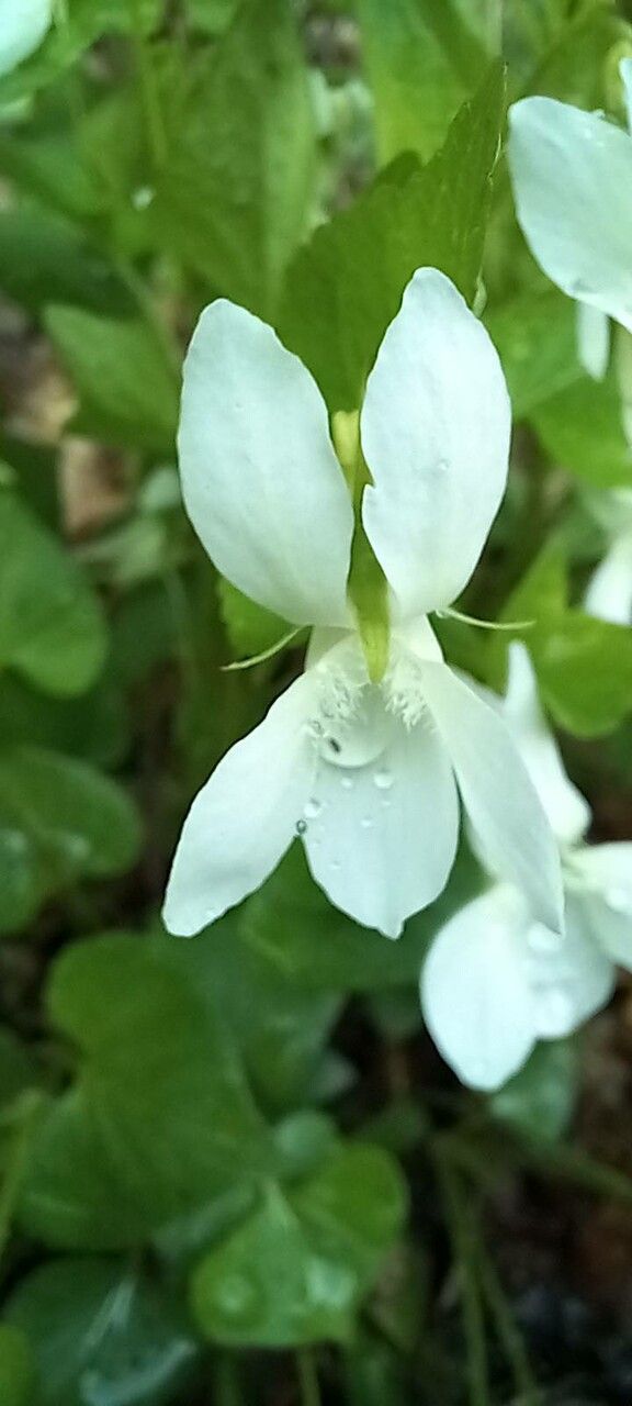 Viola sieheana flower