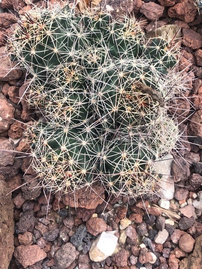 Coryphantha macromeris leaf