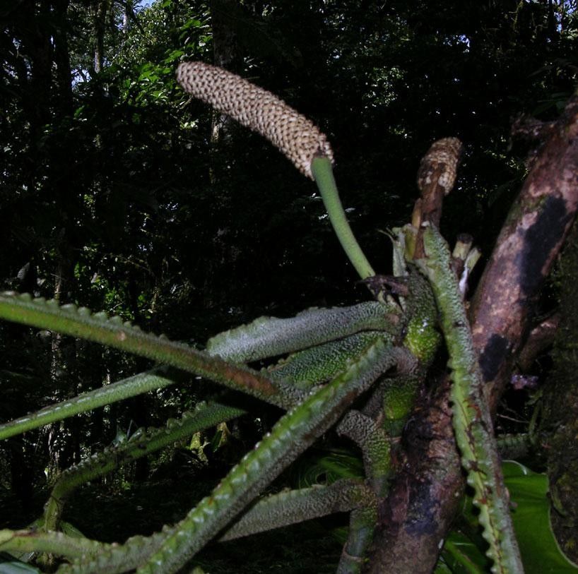 Monstera costaricensis bark