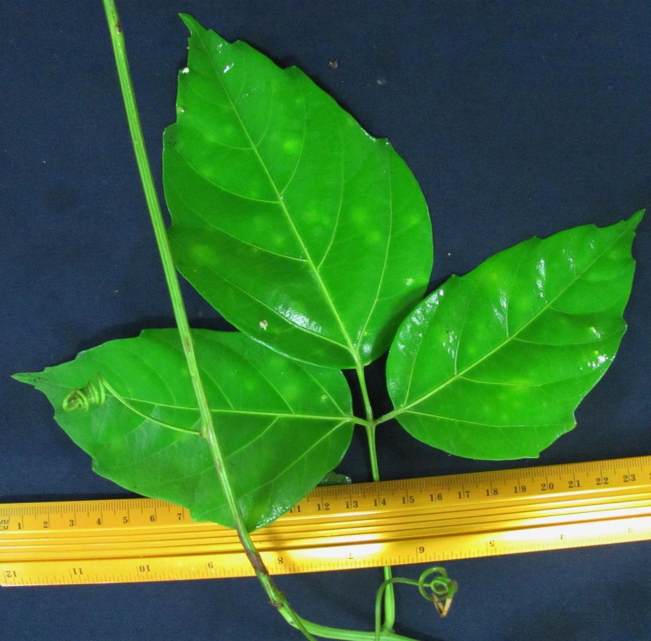 Paullinia turbacensis other