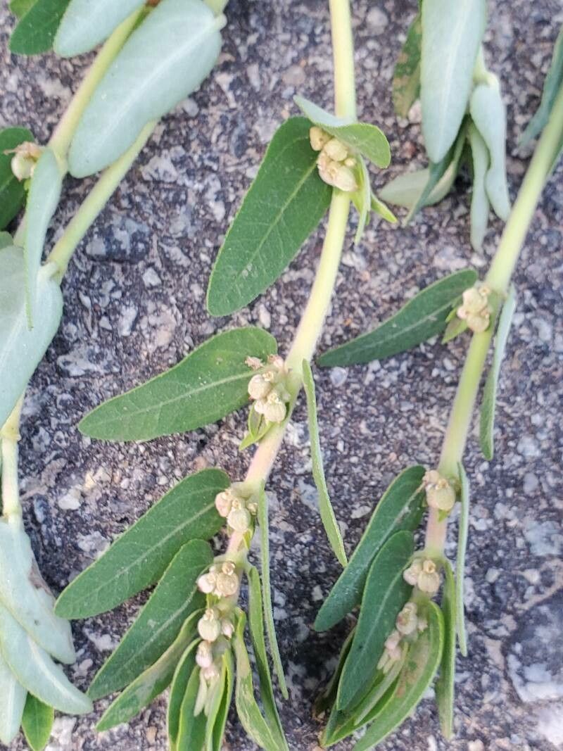 Euphorbia convolvuloides fruit