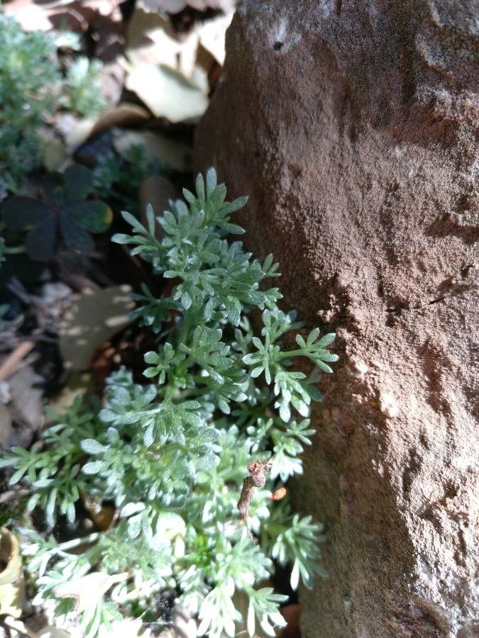 Artemisia granatensis — search result for 'Artemisia'