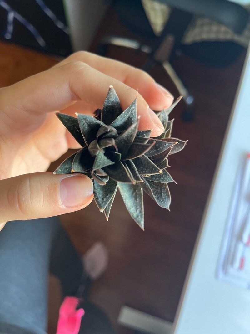 Haworthia viscosa other