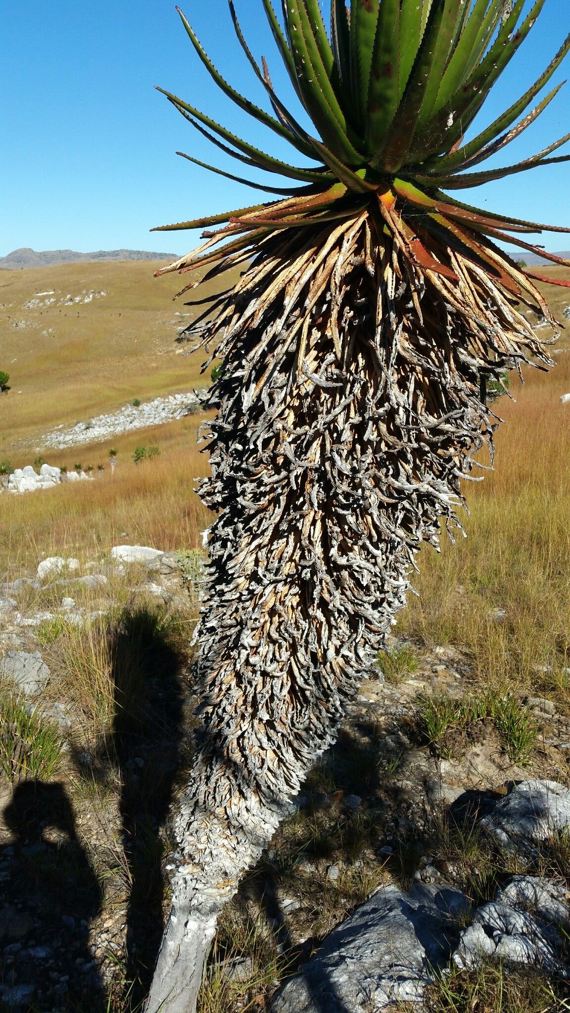 Aloe cipolinicola — houseplant care guide