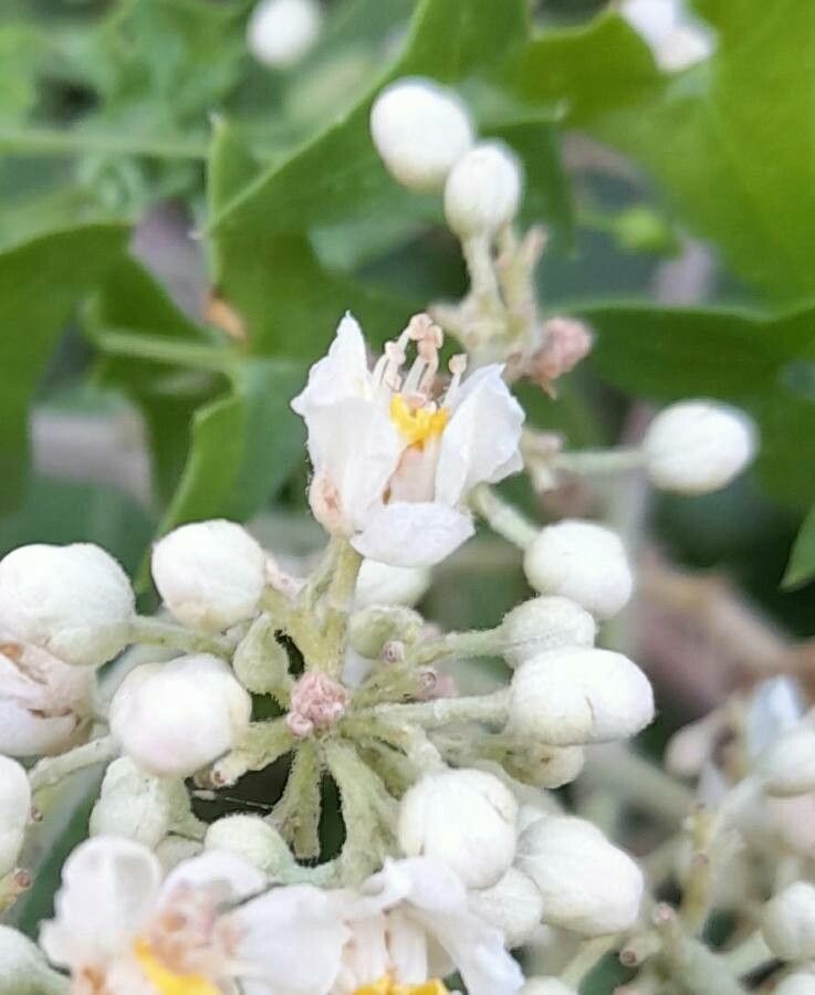 Serjania glabrata flower