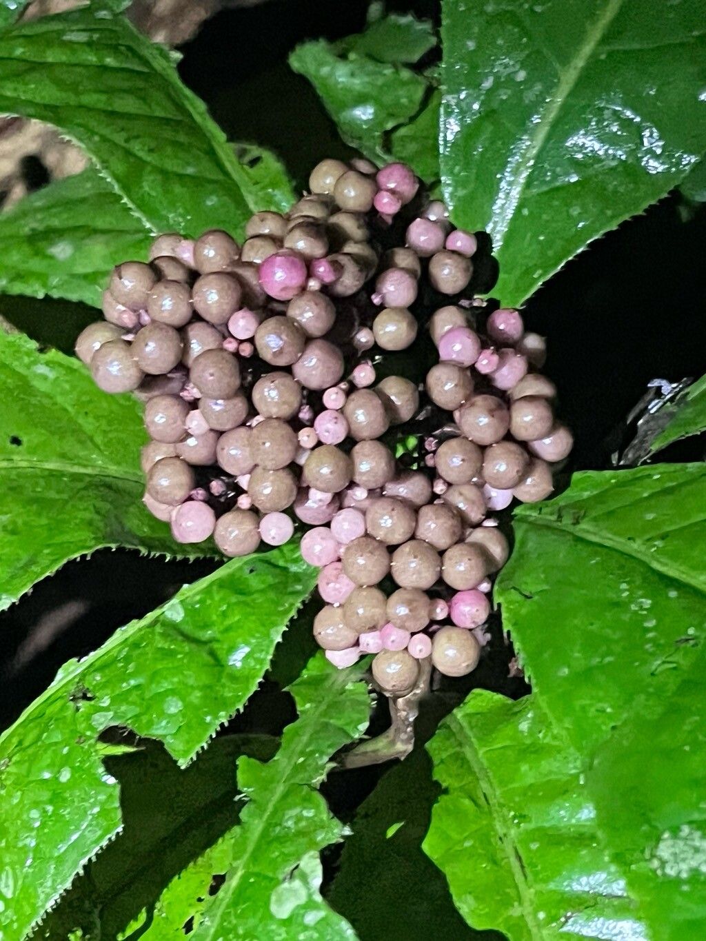 Ardisia pellucida fruit