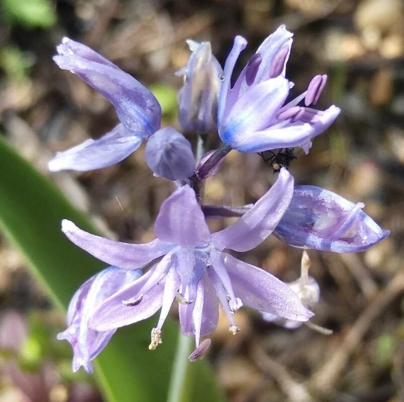 Scilla monophyllos flower