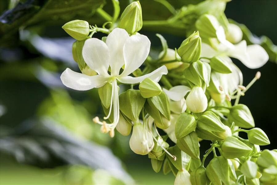 Clerodendrum wallichii — search result for 'Clerodendrum'